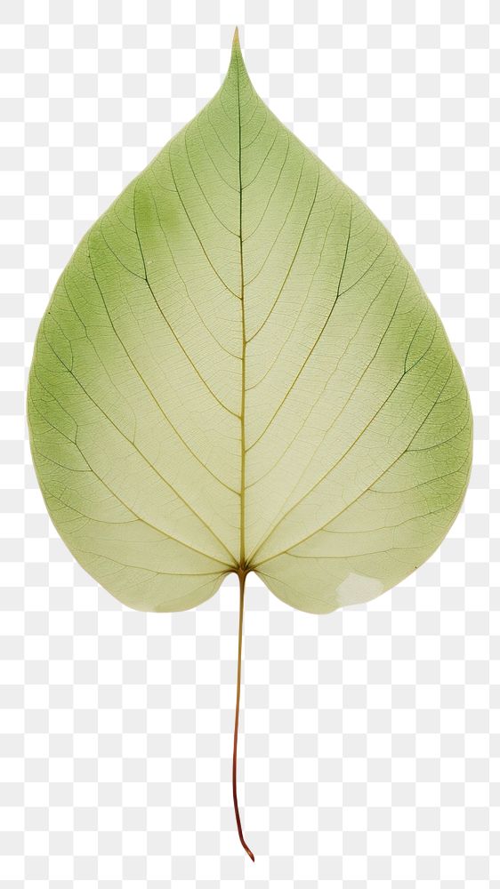 PNG  Real Pressed a minimal aesthetic green botanical leaf flower plant tree.