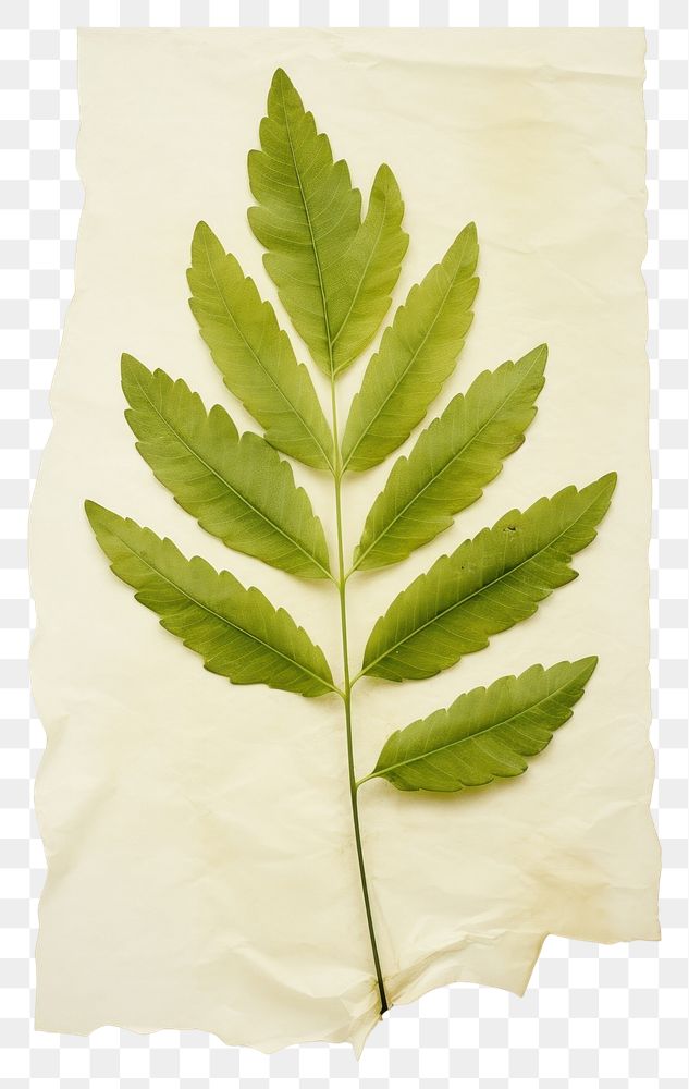 PNG  Real Pressed a minimal aesthetic green marigold leaf plant paper tree.