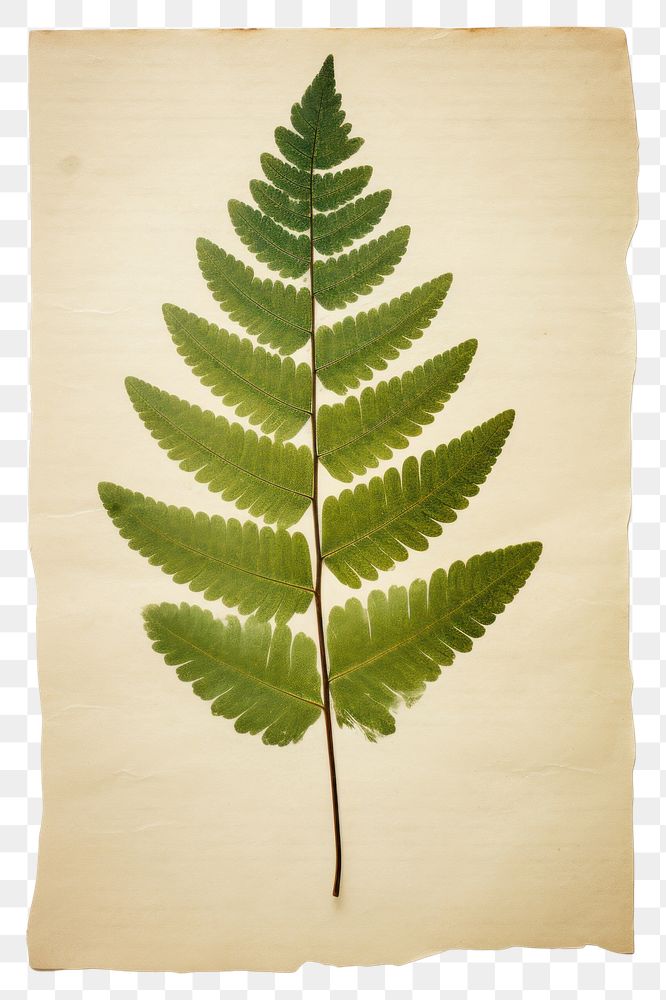 PNG  Real Pressed a minimal aesthetic green Polypodium leaf plant fern extinct.