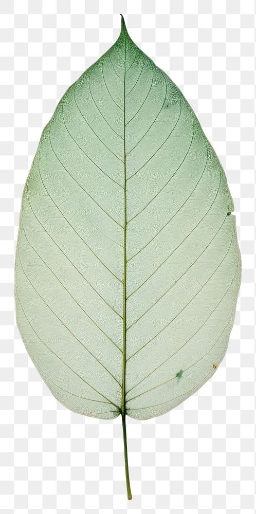 PNG  Real Pressed a minimal aesthetic green botanical leaf plant tree annonaceae.