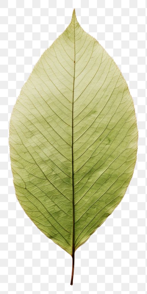 PNG  Real Pressed a minimal aesthetic green birch leaf plant nature branch.