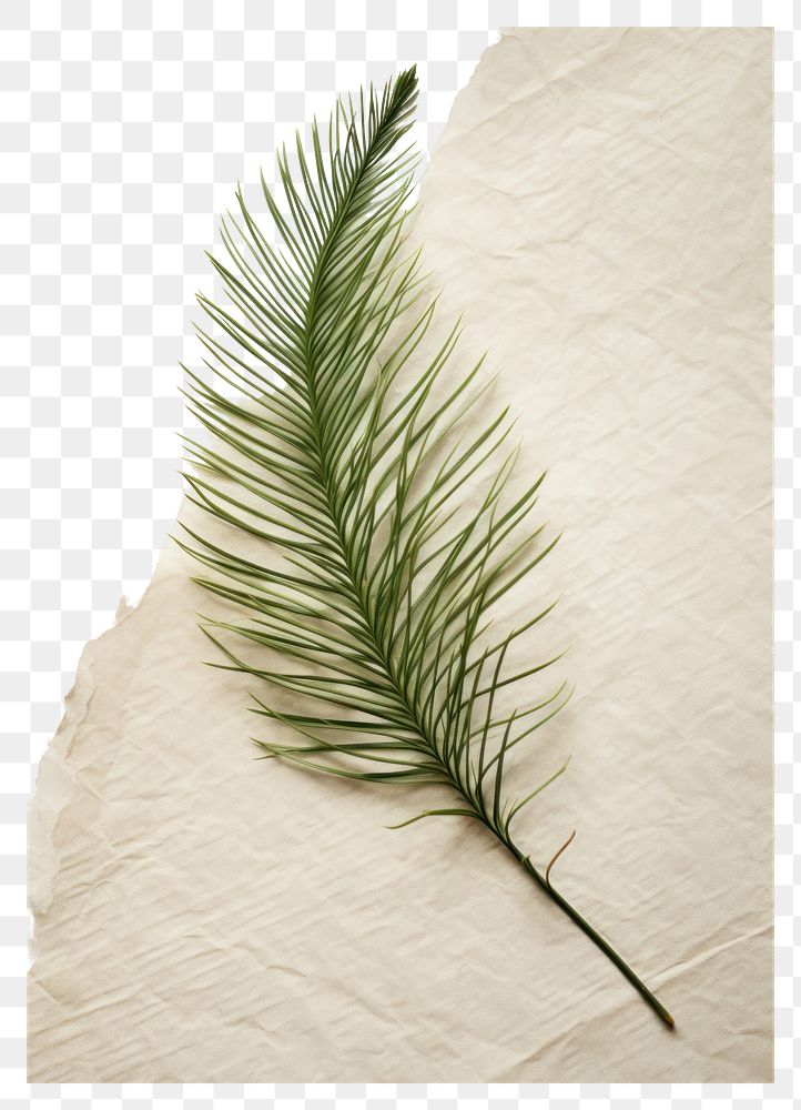 PNG  Real Pressed a minimal aesthetic green pine needle leaf plant paper tree.