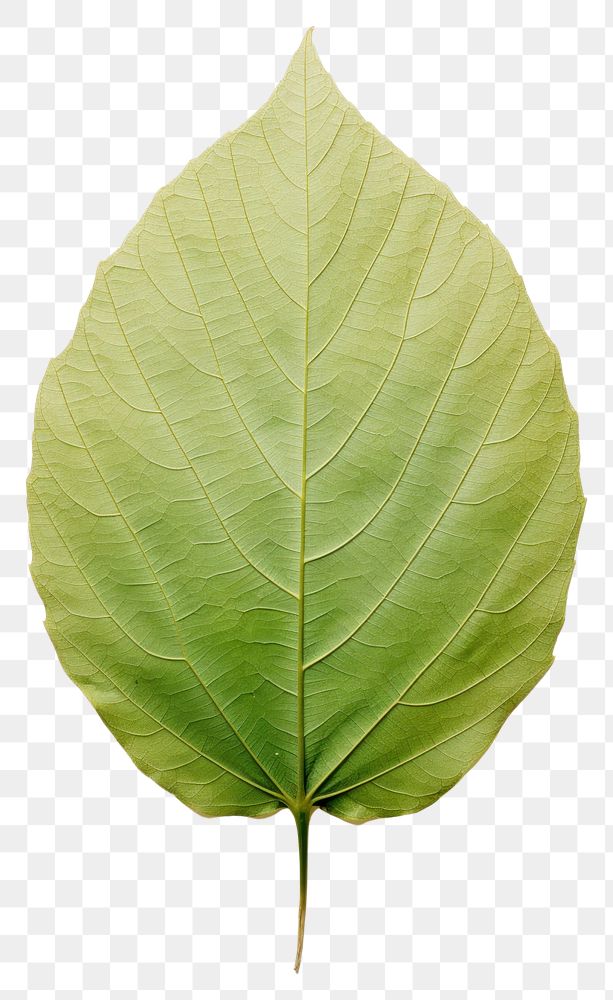 PNG  Real Pressed a minimal aesthetic green sunflower leaf plant tree freshness.