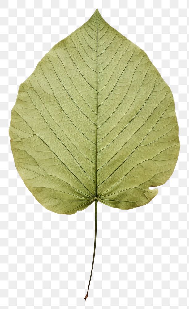 PNG  Real Pressed a minimal aesthetic green lotus leaf plant tree xanthosoma.