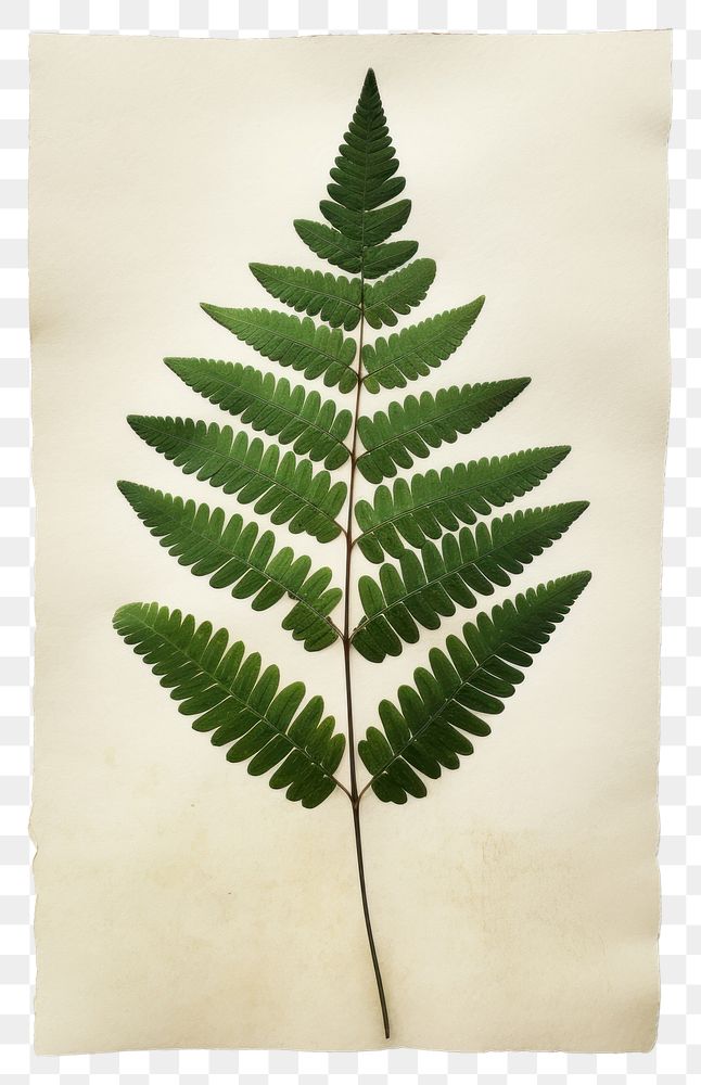 PNG  Real Pressed a minimal aesthetic green Polypodium leaf plant paper fern.
