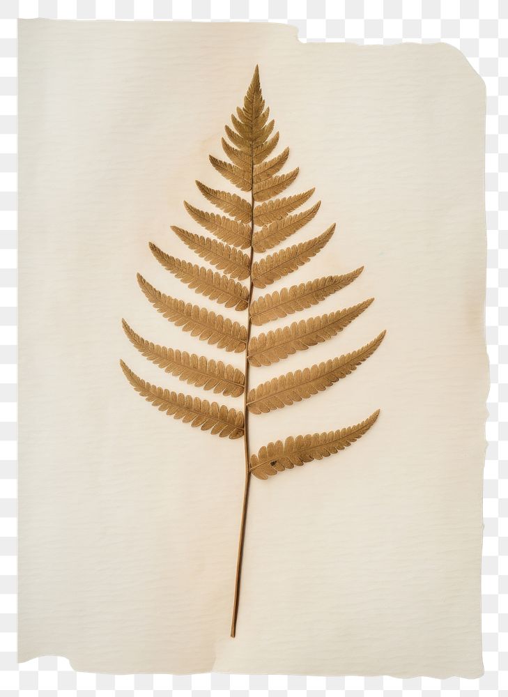 PNG  Real Pressed a minimal aesthetic pale Polypodium pine needle leaf plant paper fern.