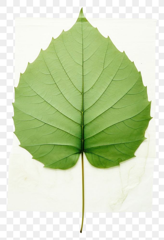 PNG  Real Pressed a minimal aesthetic green sunflower leaf plant tree sycamore.