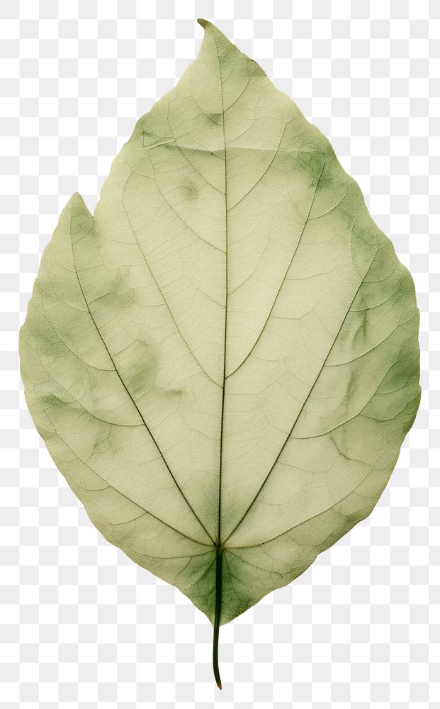 PNG  Real Pressed a minimal aesthetic green botanical leaf plant tree fragility.