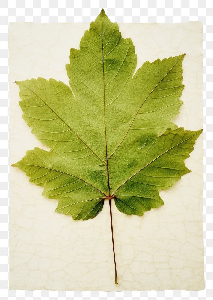 PNG  Real Pressed a minimal aesthetic green grape leaf plant tree sycamore.