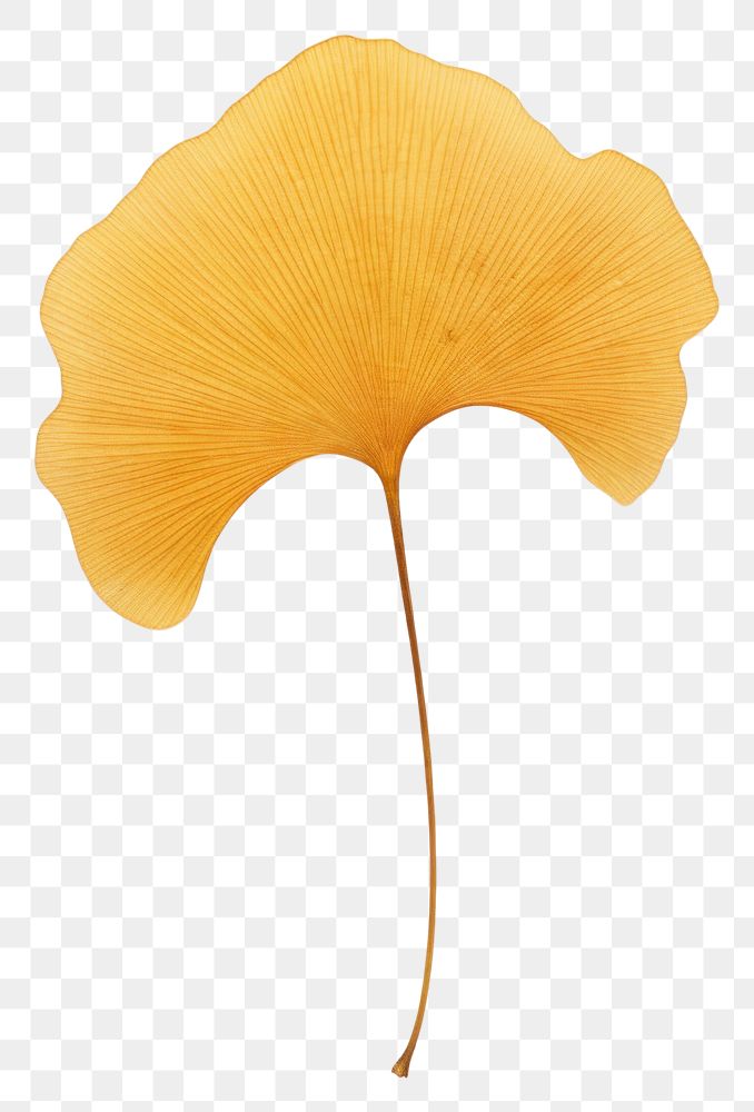 PNG  Real Pressed a minimal aesthetic yellow ginkgo leaf flower plant fragility.