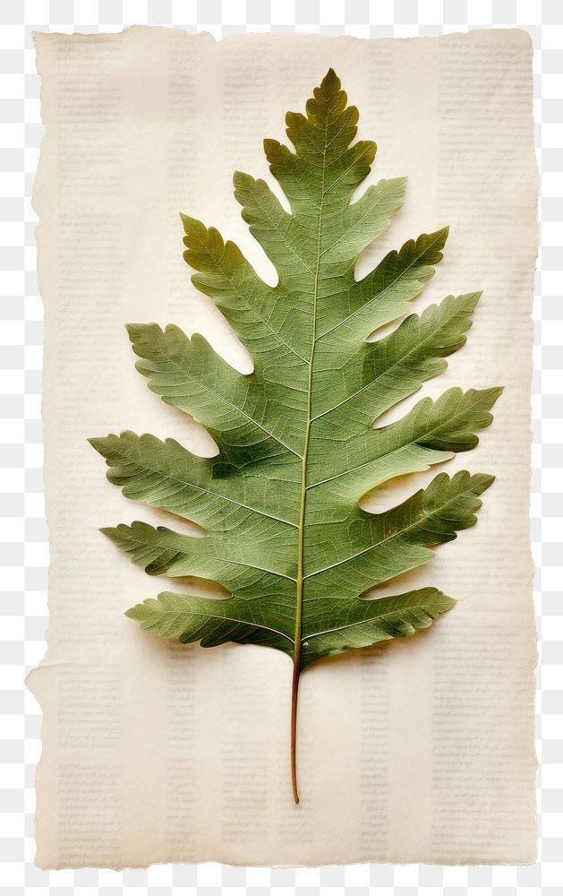 PNG  Real Pressed a minimal aesthetic green oak leaf plant paper tree.