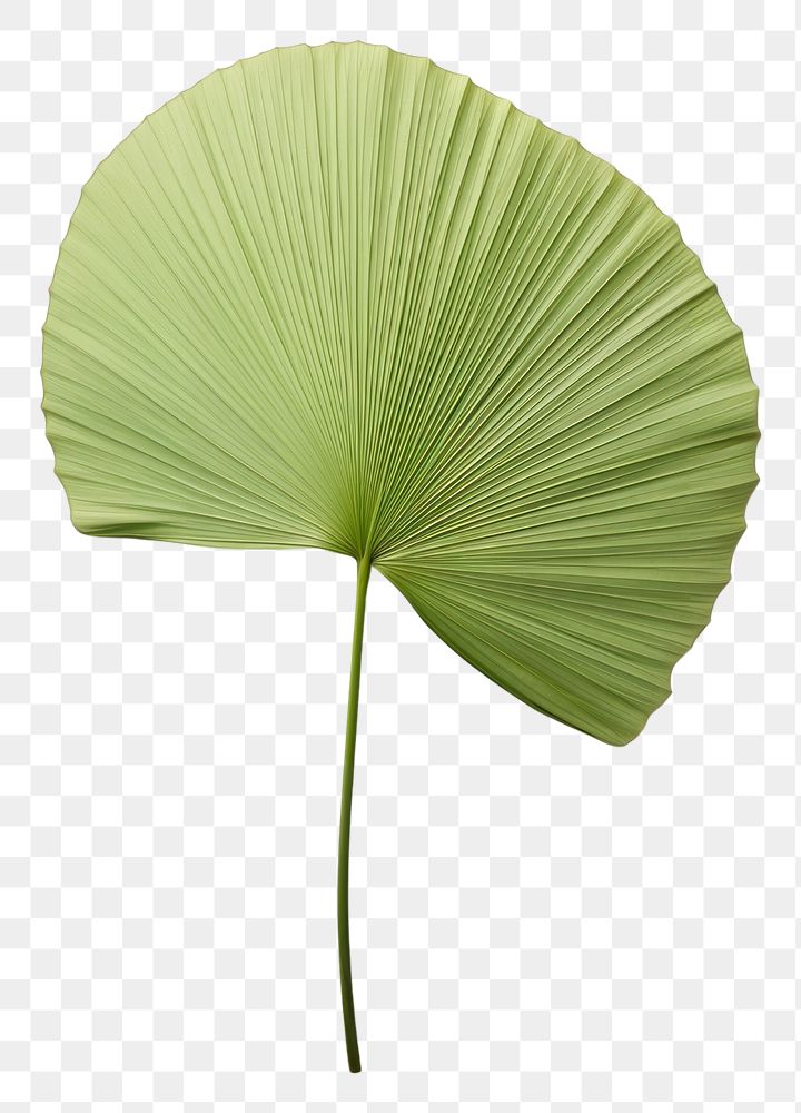 PNG  Real Pressed a minimal aesthetic green fan palm leaf flower plant freshness