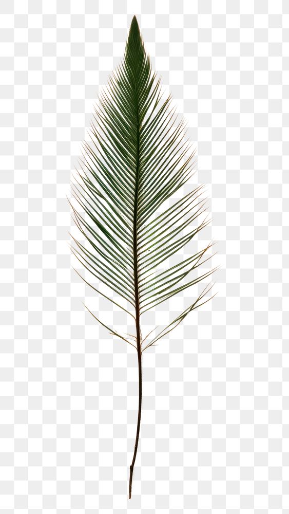PNG  Real Pressed a minimal aesthetic green pine needle leaf plant tree pattern.