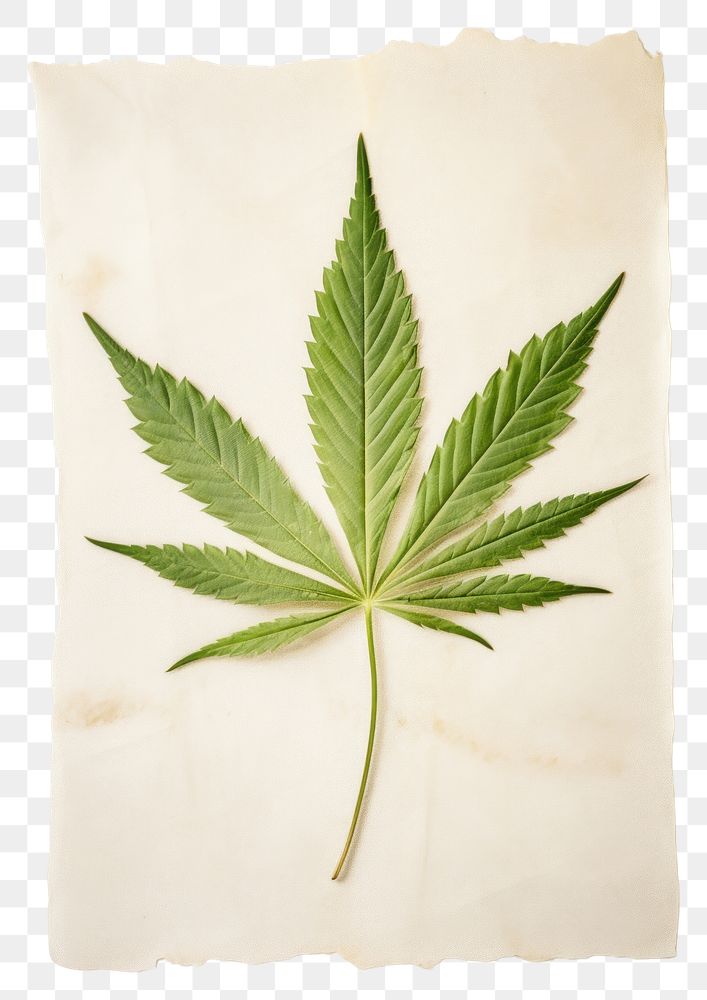 PNG  Real Pressed a minimal aesthetic green cannabis leaf herbs plant paper.