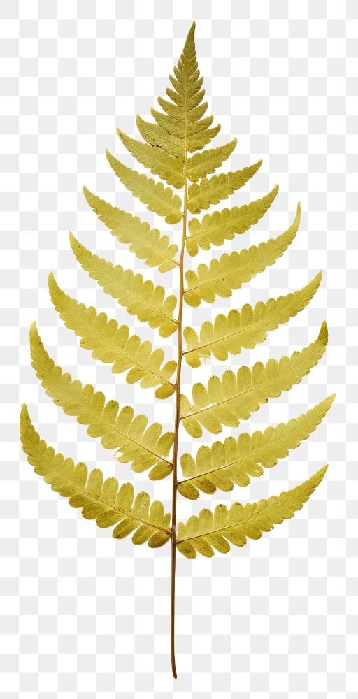 PNG  Real Pressed a minimal vibrant fern leaf textured plant paper.