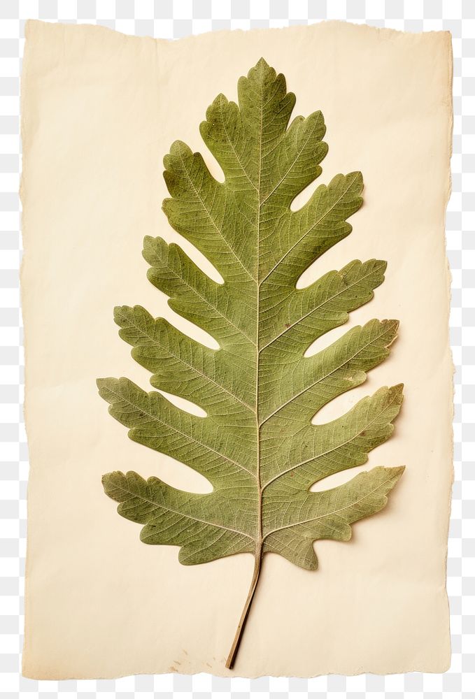 PNG  Real Pressed a minimal aesthetic green oak leaf plant paper tree.