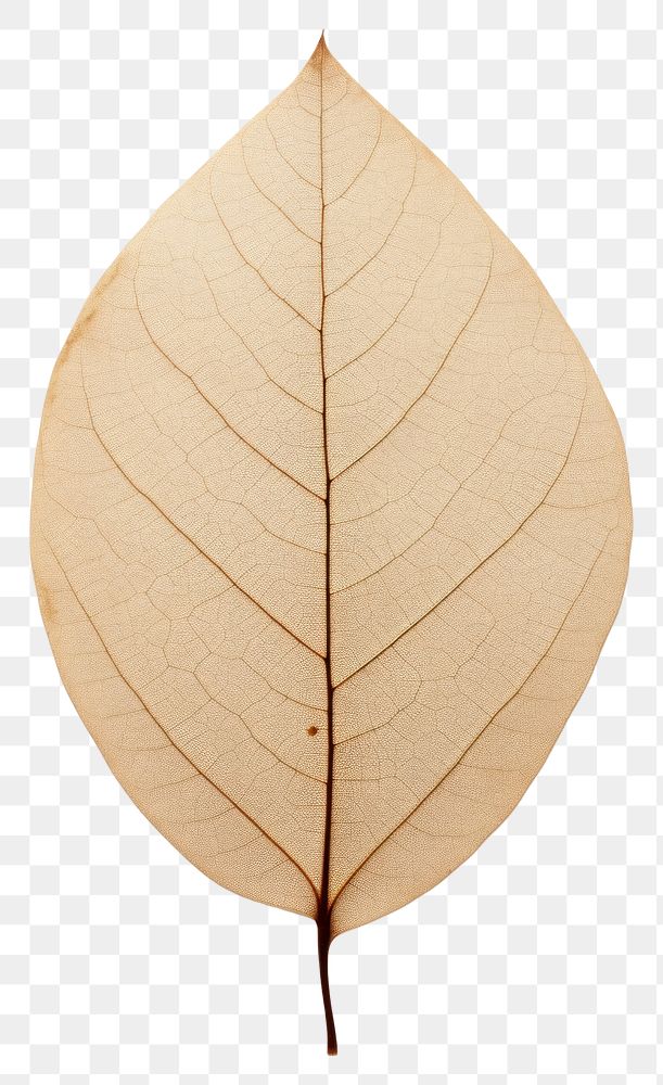 PNG  Real Pressed a minimal aesthetic eucalyptus leaf leaf flower plant tree.