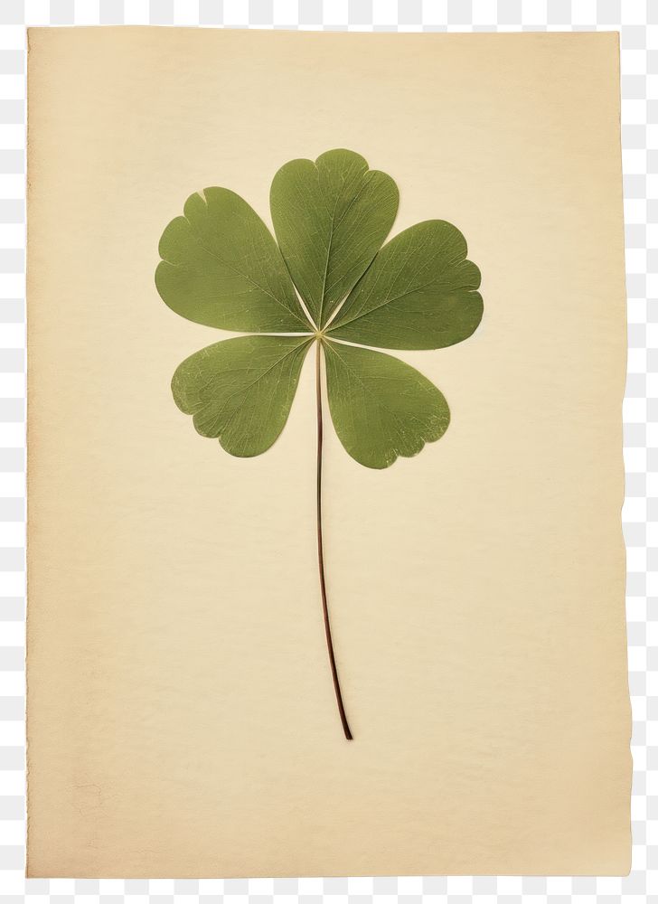 PNG  Real Pressed a minimal aesthetic green clover leaf plant paper calligraphy.