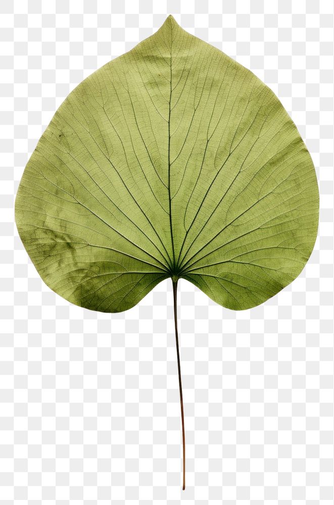 PNG  Real Pressed a minimal aesthetic green circle lotus leaf flower plant tree.