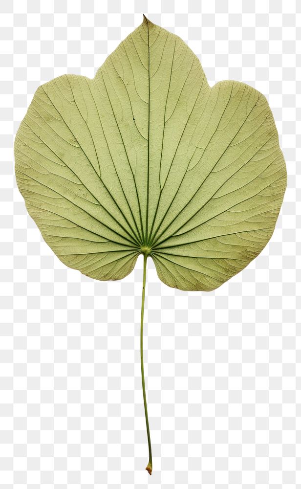 PNG  Real Pressed a minimal aesthetic green lotus leaf flower plant freshness.