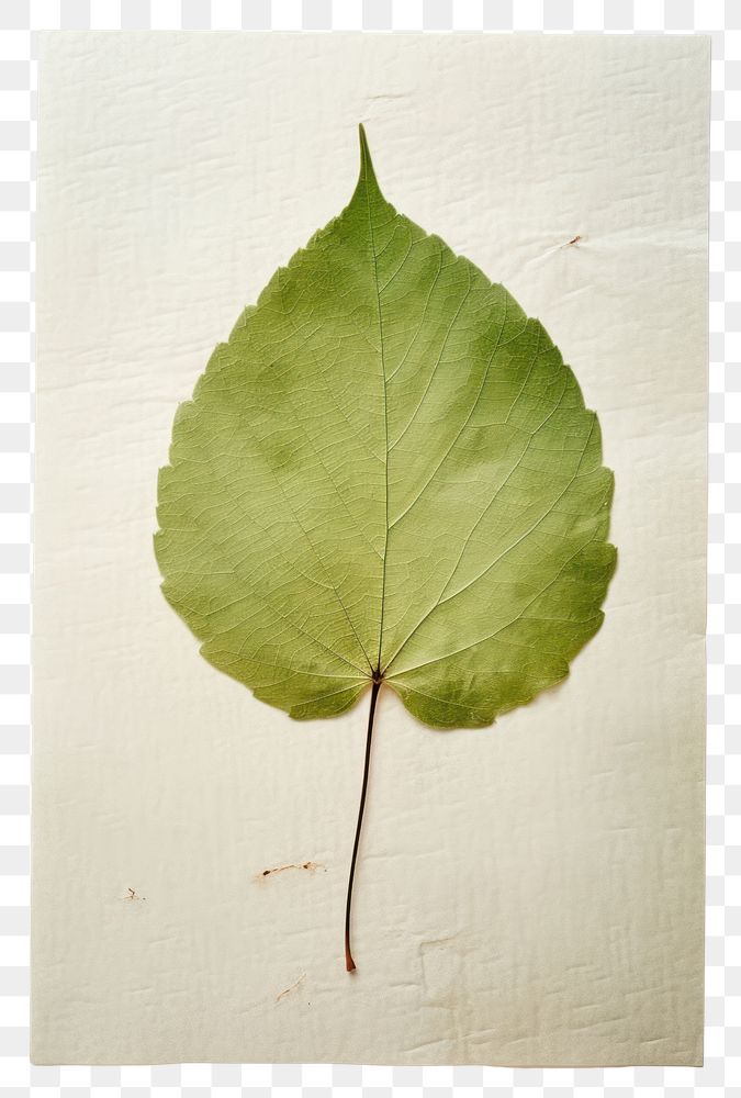 PNG  Real Pressed a minimal aesthetic green birch leaf plant paper herbs.