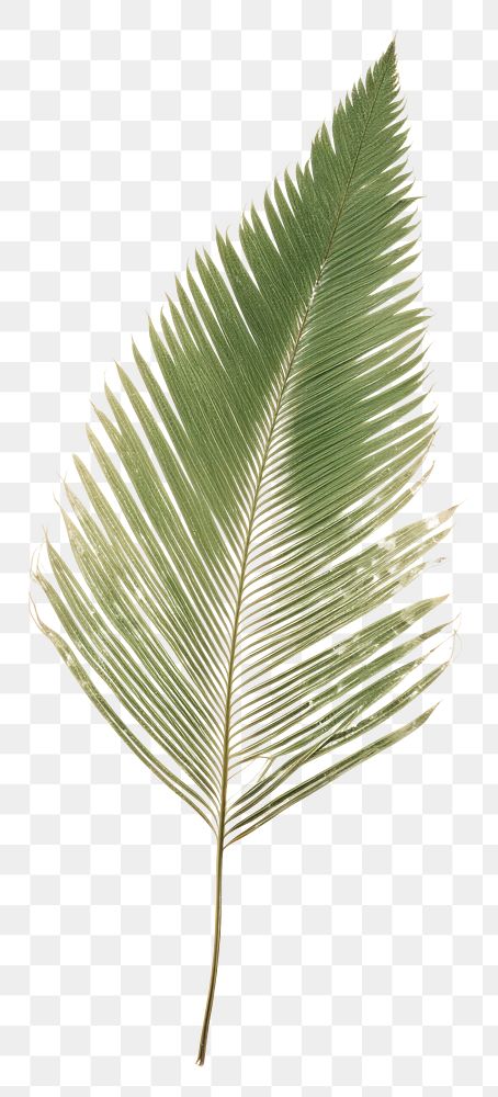 PNG  Real Pressed a minimal aesthetic green pine needle leaf backgrounds textured plant