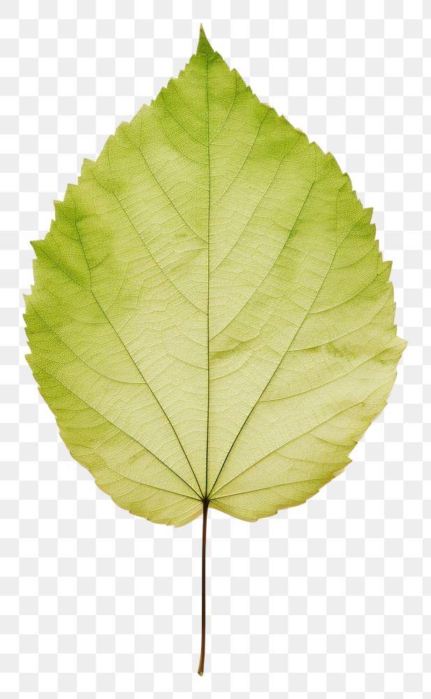 PNG  Real Pressed a minimal aesthetic green birch leaf plant tree fragility.