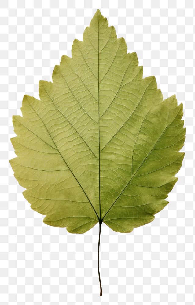 PNG  Real Pressed a minimal aesthetic green grape leaf plant tree fragility.