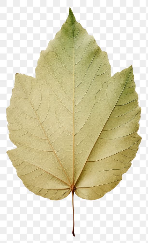 PNG  Real Pressed a minimal aesthetic green sunflower leaf plant tree fragility.