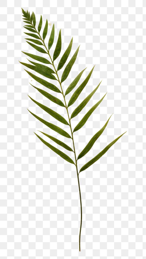 PNG  Real Pressed a minimal aesthetic green pine needle leaf plant fern nature
