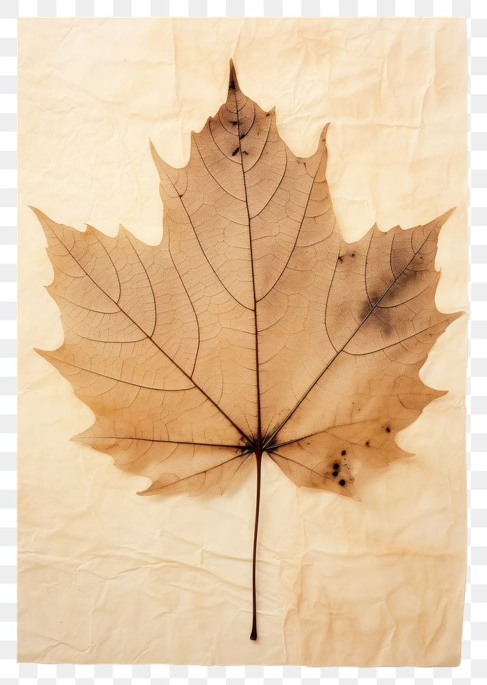 PNG  Real Pressed a serene grape leaf maple plant paper.