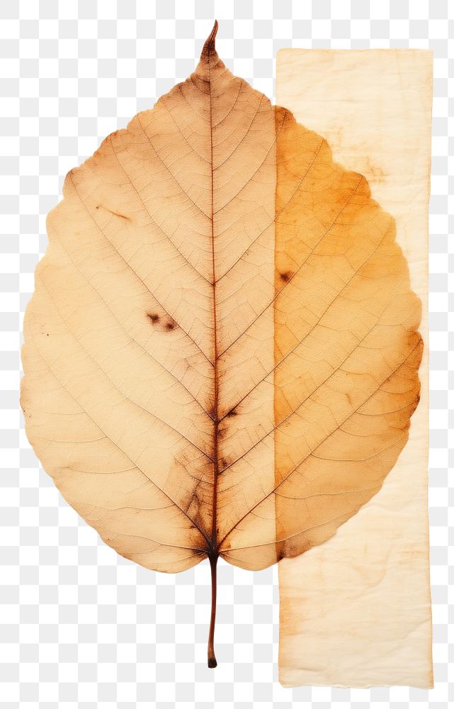 PNG  Real Pressed a serene autumn leaf plant tree pattern.