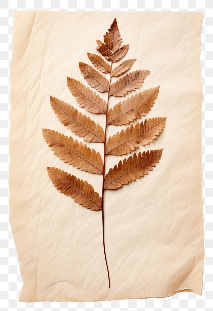 PNG  Real Pressed a serene rowan leaf plant paper fern.
