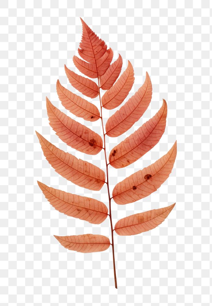 PNG  Real Pressed a serene rowan leaf plant red creativity.