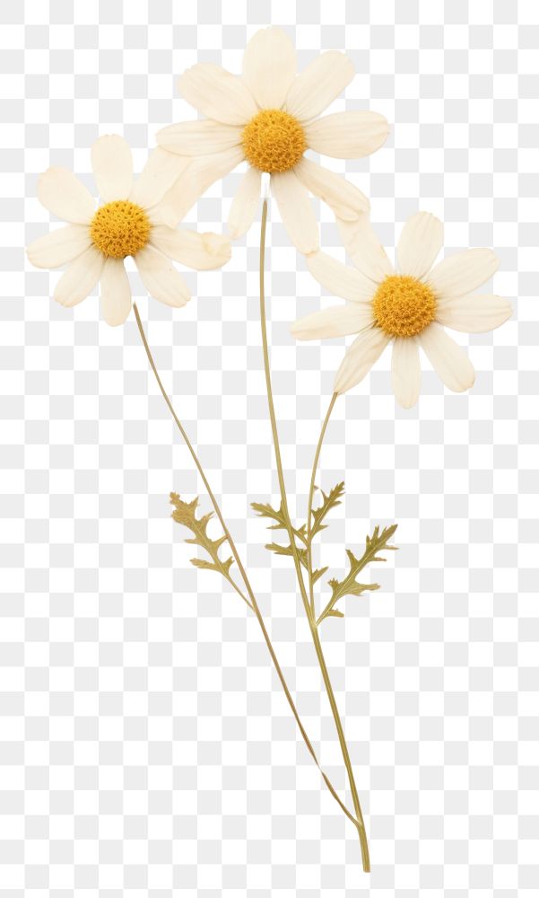 PNG Real pressed a single minimal Feverfew flower petal daisy