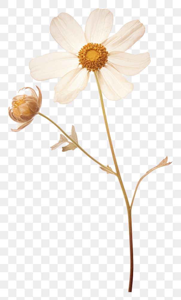 PNG Real pressed a single minimal Feverfew flower blossom petal. AI generated Image by rawpixel.