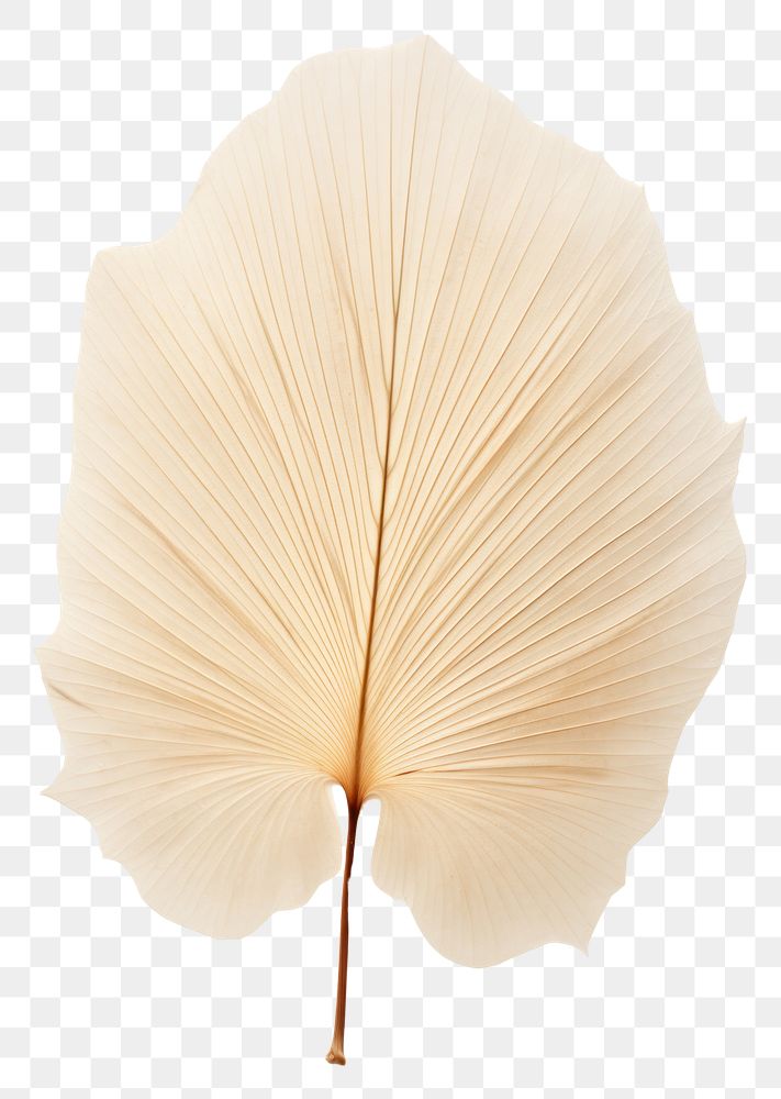 PNG  Real Pressed a palm leaves leaf flower plant.