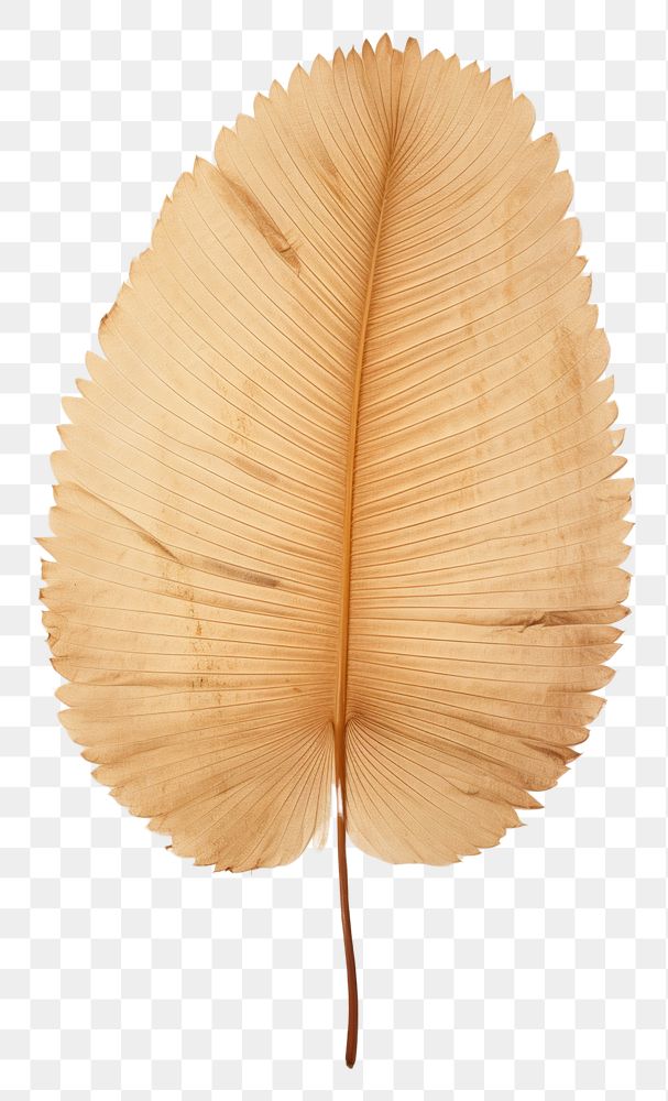 PNG  Real Pressed a palm leaves leaf plant text.
