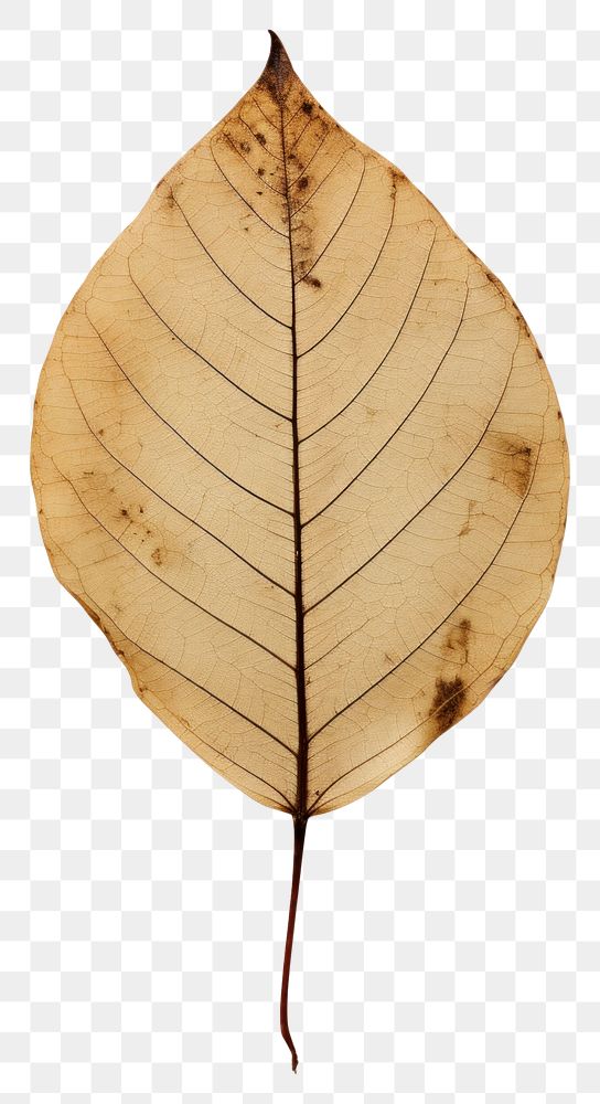 PNG  Real Pressed a wildflower leaf plant tree fragility.
