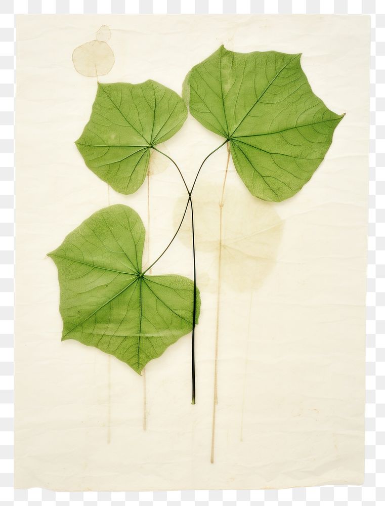 PNG  Real Pressed three minimal aesthetic green ivy leaves leaf plant drawing.