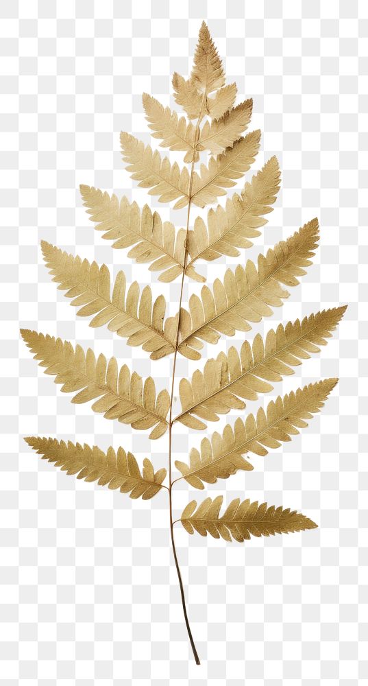 PNG  Real Pressed three minimal aesthetic pale Polypodium leaves leaf plant paper.