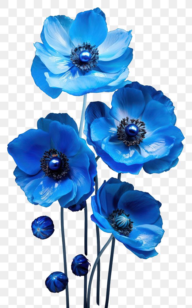 PNG Blue Anemones anemone flower plant. AI generated Image by rawpixel.