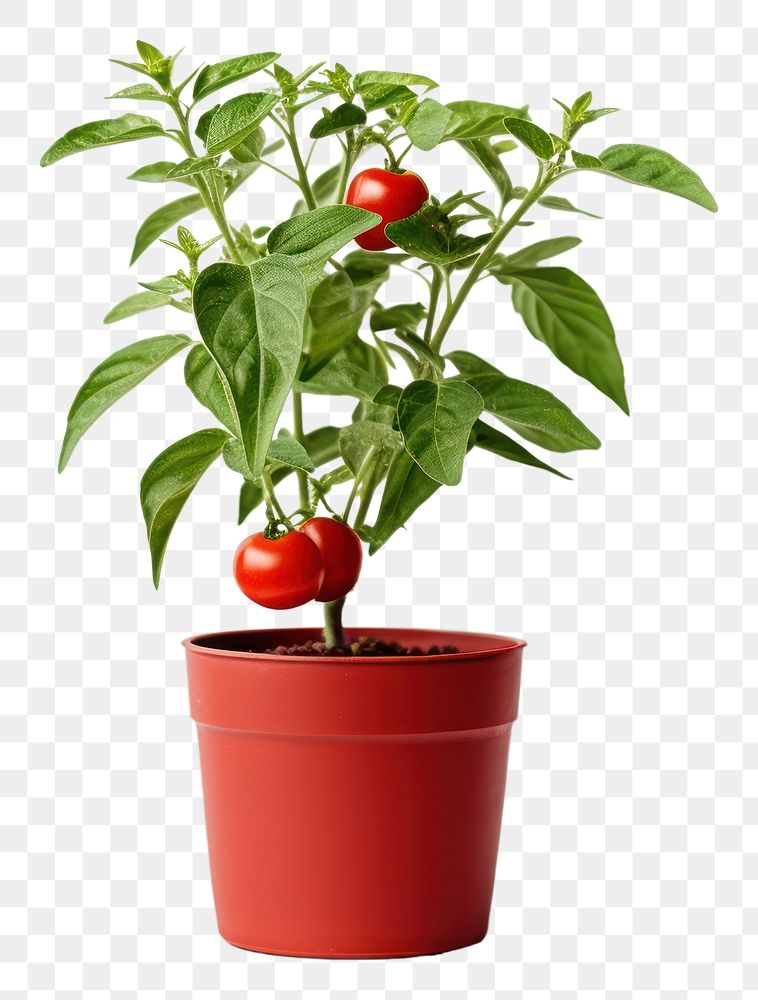 PNG  Tomato plant vegetable tomato. AI generated Image by rawpixel.