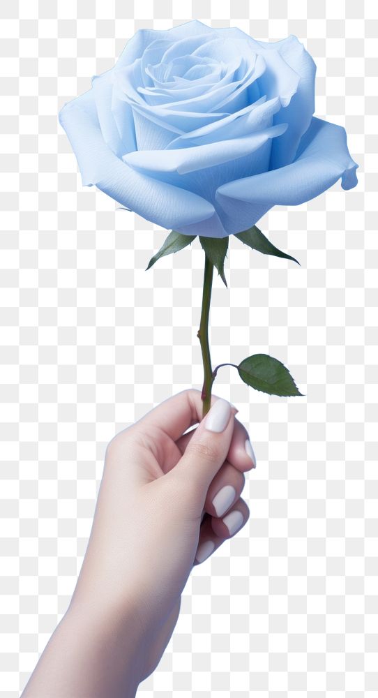 PNG Hand hold blue rose on pastel blue background flower petal plant. AI generated Image by rawpixel.