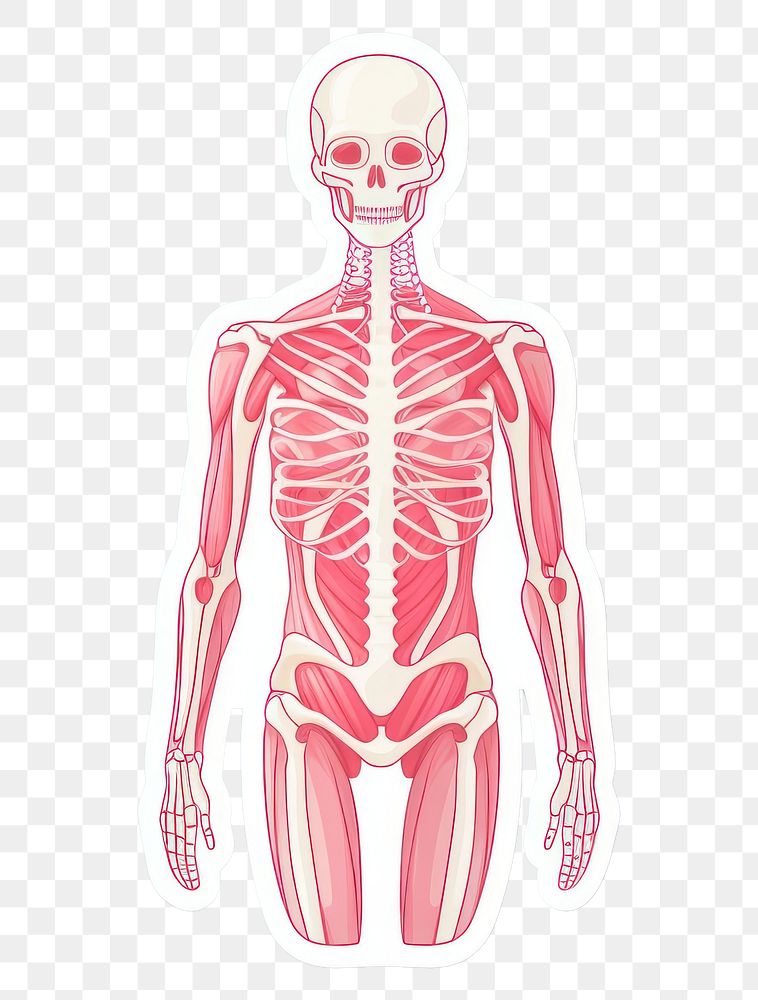 PNG  Human anatomy skeleton biology cartoon.