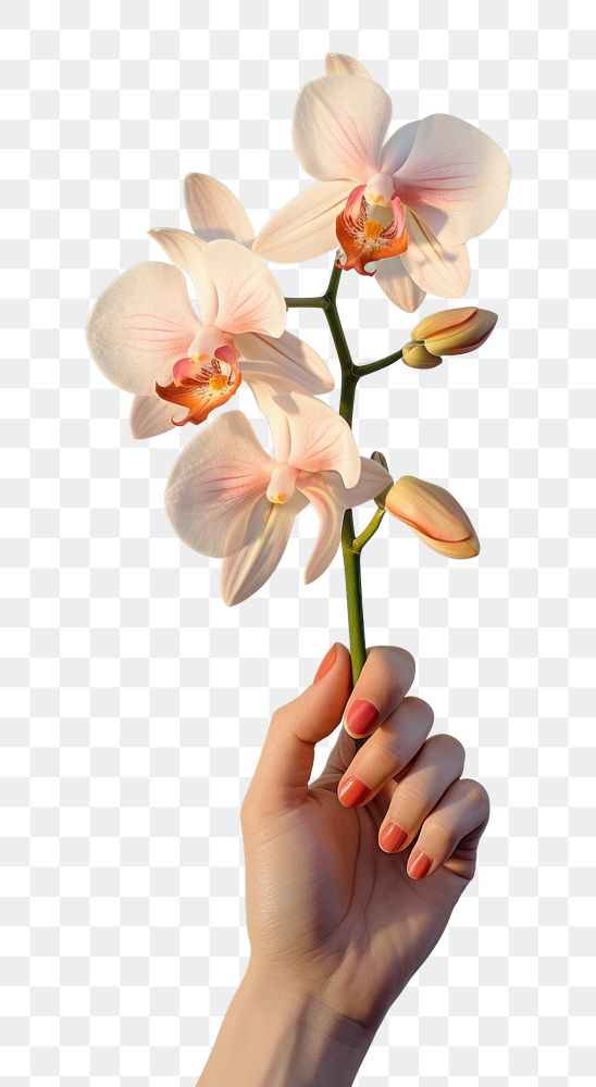 PNG Hand holding orchid blossom flower finger. AI generated Image by rawpixel.