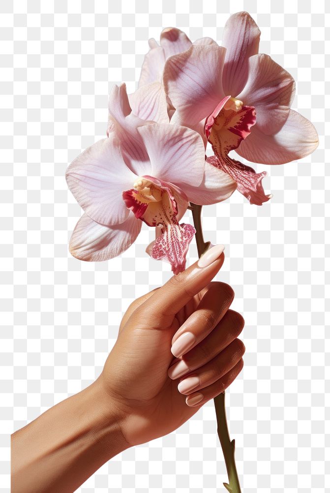 PNG  Hand holding orchid blossom flower finger. AI generated Image by rawpixel.