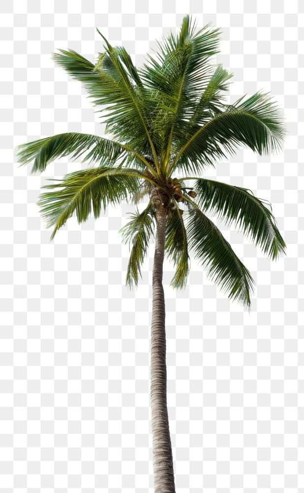 PNG Palm tree on tropical island sunlight tropics plant. AI generated Image by rawpixel.