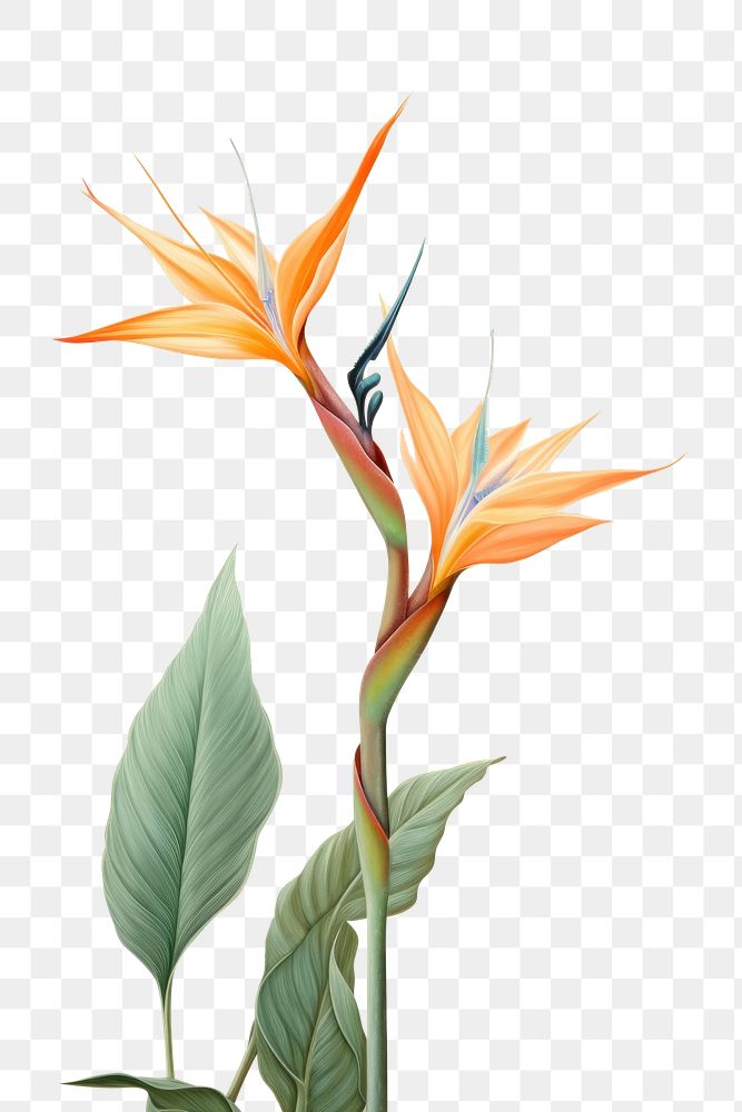 PNG  Wallpaper bird of paradise drawing flower sketch