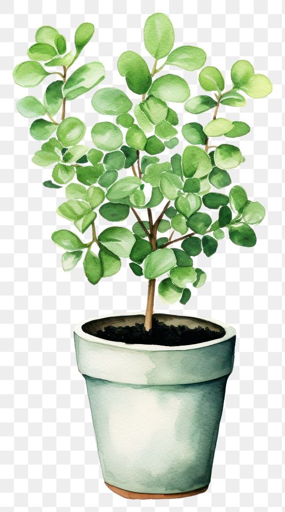 PNG  An Indoor small green plant in a plant pot bonsai leaf tree. AI generated Image by rawpixel.
